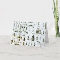 Insekten der Entomologie