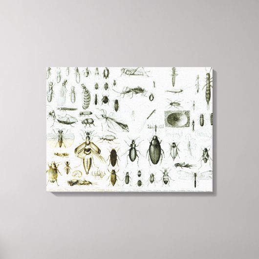Insekten der Entomologie Leinwanddruck (Vorderseite)