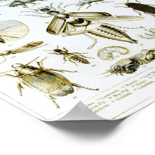 Insekten der Entomologie Poster (Ecke)