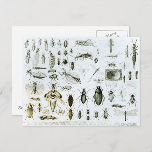 Insekten der Entomologie Postkarte (Vorne/Hinten)