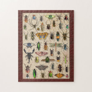 Insekten der Fehlersammlung Fun Entomology Puzzle