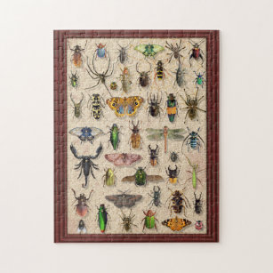 Insekten der Fehlersammlung Fun Entomology Puzzle