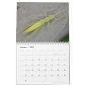Insekten des Monatskalenders Kalender (Jan 2027)