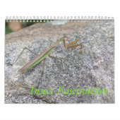 Insekten-Faszinations-Kalender Kalender (Titelbild)