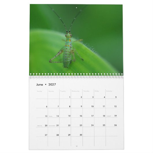 Insekten-Faszinations-Kalender Kalender (Jun 2027)