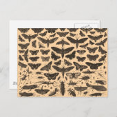 Insekten-Illustrations-Vintage Postkarte (Vorne/Hinten)