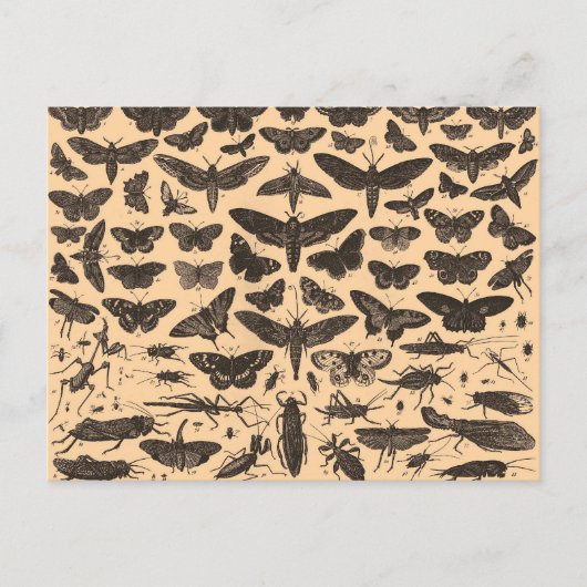 Insekten-Illustrations-Vintage Postkarte (Vorderseite)