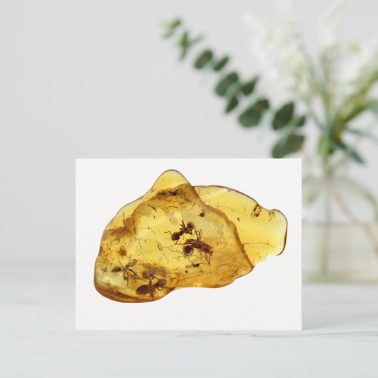 Insekten im Bernstein Postkarte (Stehend Vorderseite)