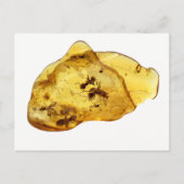 Insekten im Bernstein Postkarte (Vorderseite)