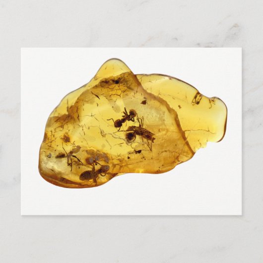 Insekten im Bernstein Postkarte (Vorderseite)