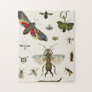 Insekten, Insekten, Natur, Schmetterling, Käfer, B Puzzle