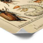 Insekten - Insektensammlung Poster (Ecke)