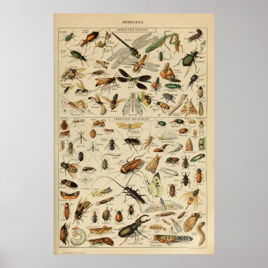 Insekten - Insektensammlung Poster (Vorne)