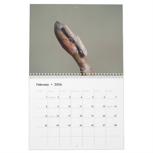 Insekten-Inspirations-Kalender Kalender (Feb 2026)