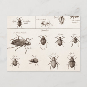 Insekten Käfer Illustration aus dem 19. Jahrhunder Postkarte
