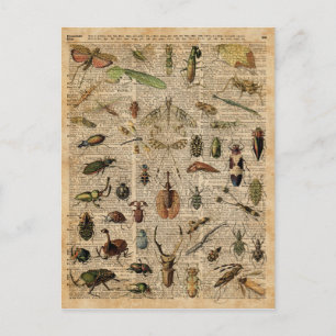 Insekten Käfer Vintage-Illustration Wörterbuch Kun Postkarte