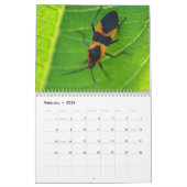 Insekten! Kalender (Feb 2026)