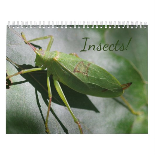 Insekten! Kalender (Titelbild)