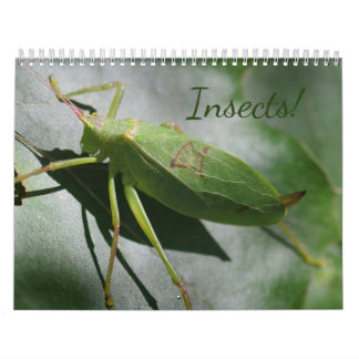 Insekten! Kalender