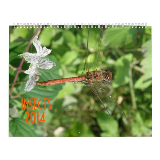 Insekten-Kalender 2014 Kalender (Titelbild)