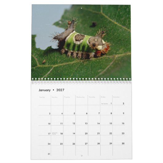 Insekten-Kalender Kalender (Jan 2027)