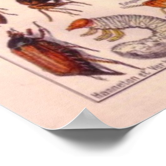 Insekten Poster (Ecke)