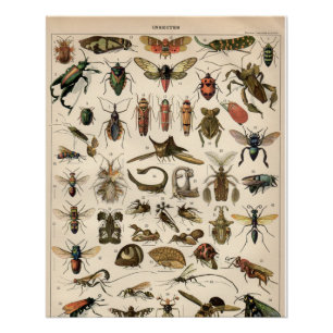 Insekten Poster