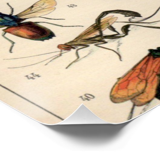 Insekten Poster (Ecke)