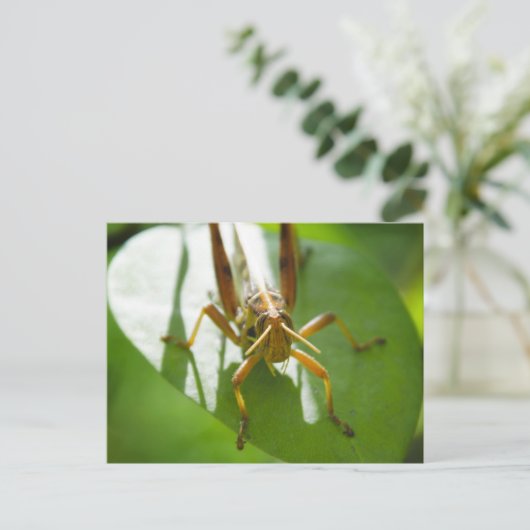 Insekten - Postkarten (Stehend Vorderseite)