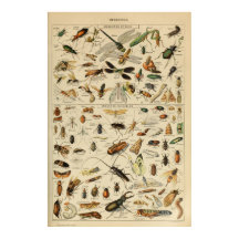 Insekten - Sammlung von Insekten