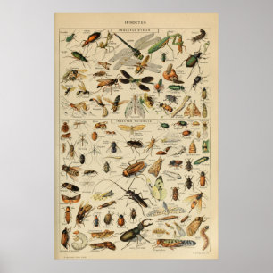Insekten - Sammlung von Insekten Poster