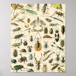 Insekten- und Käferdiagramm Vintage-Entomologie Poster