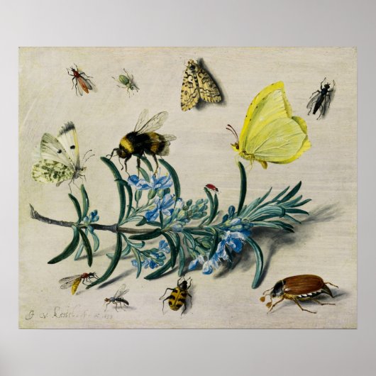 Insekten von Jan van Kessel, dem Älteren Poster (Vorne)