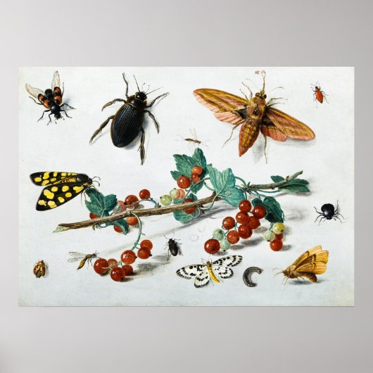 Insekten von Jan van Kessel, dem Älteren Poster (Vorne)