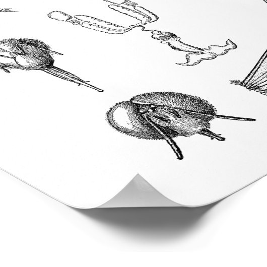 Insektendiagramm Poster (Ecke)