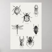 Insektendiagramm Poster (Vorne)