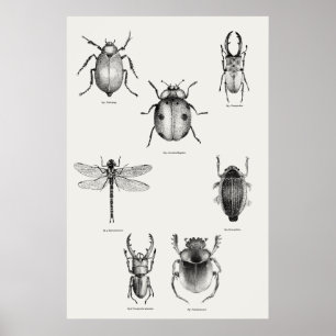 Insektendiagramm Poster
