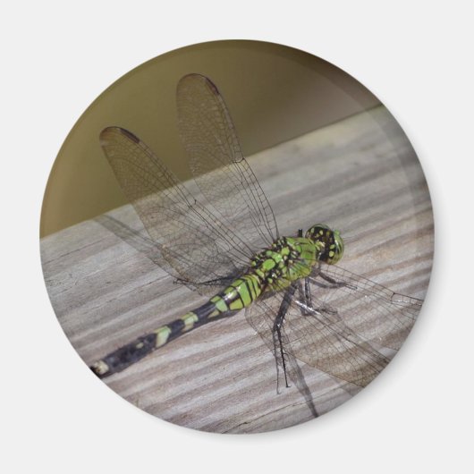 Insektendragonfly Magnet (Vorne)