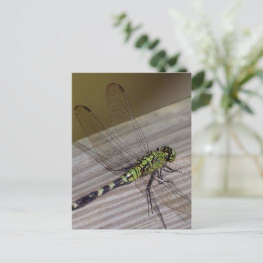 Insektendragonfly Postkarte (Stehend Vorderseite)