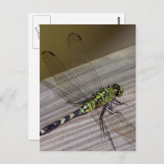 Insektendragonfly Postkarte (Vorne/Hinten)