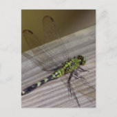 Insektendragonfly Postkarte (Vorderseite)