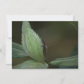 Insektenfest: Oncopeltus fasciatus/Sarcophagidae (Vorderseite)