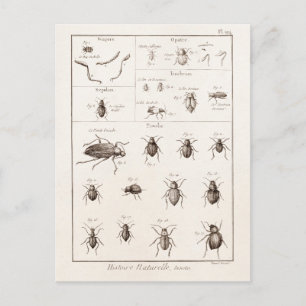 Insektenkäfer-Illustration aus dem 19. Jahrhundert Postkarte