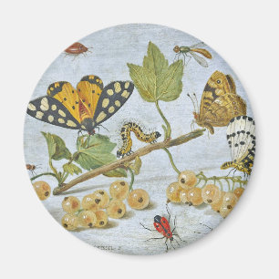 Insektenkrawling Magnet