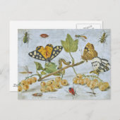 Insektenkrawling Postkarte (Vorne/Hinten)
