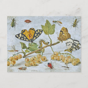 Insektenkrawling Postkarte