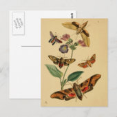 Insektenkunde-Postkarte Postkarte (Vorne/Hinten)