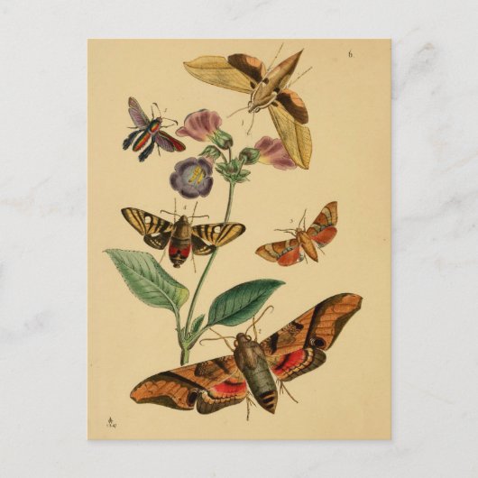 Insektenkunde-Postkarte Postkarte (Vorderseite)