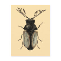 Insektenkunst: Cooler Käfer