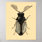 Insektenkunst Poster (Vorne)